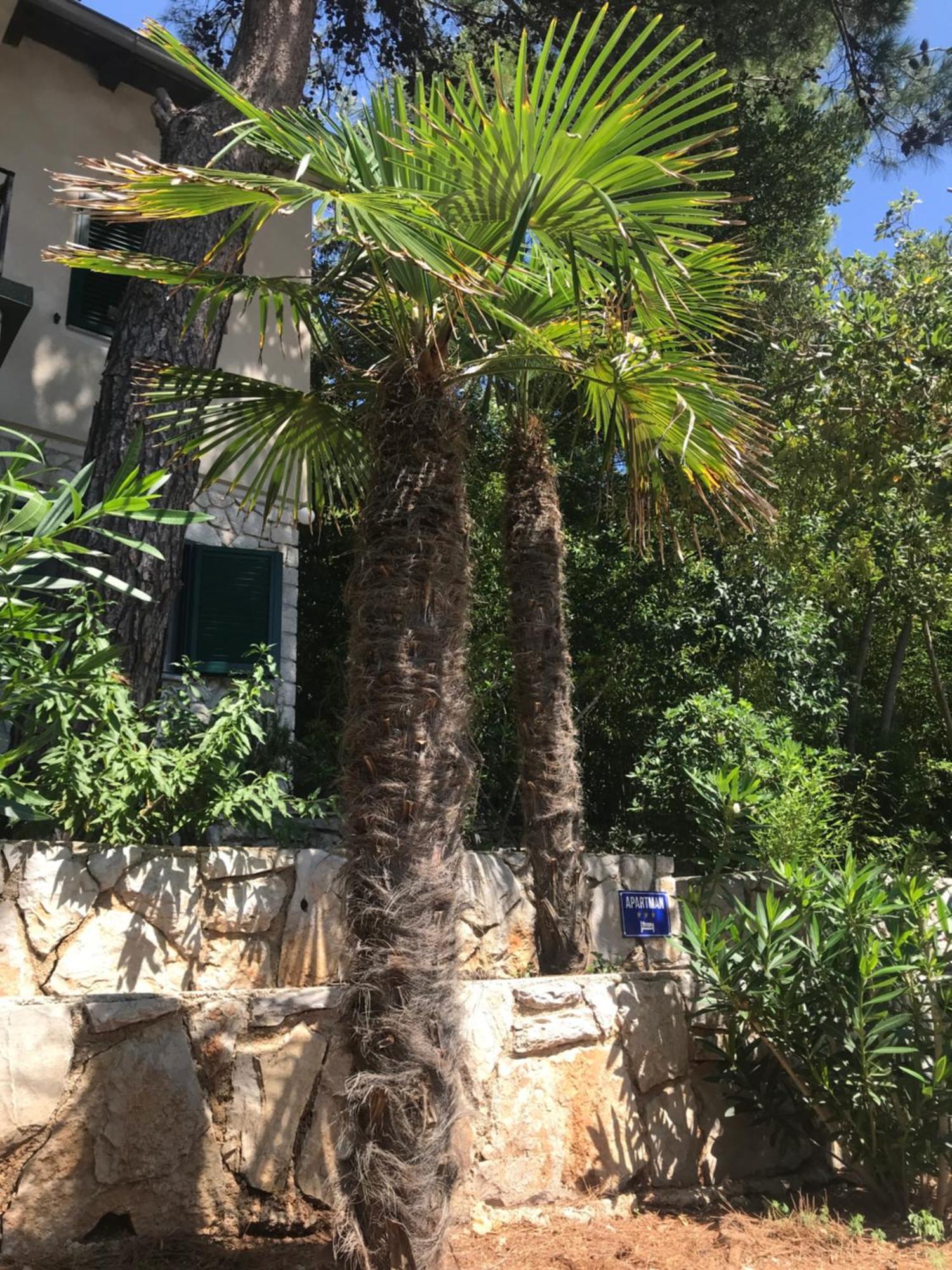 Apartment Sunshine Mali Lošinj Eksteriør bilde